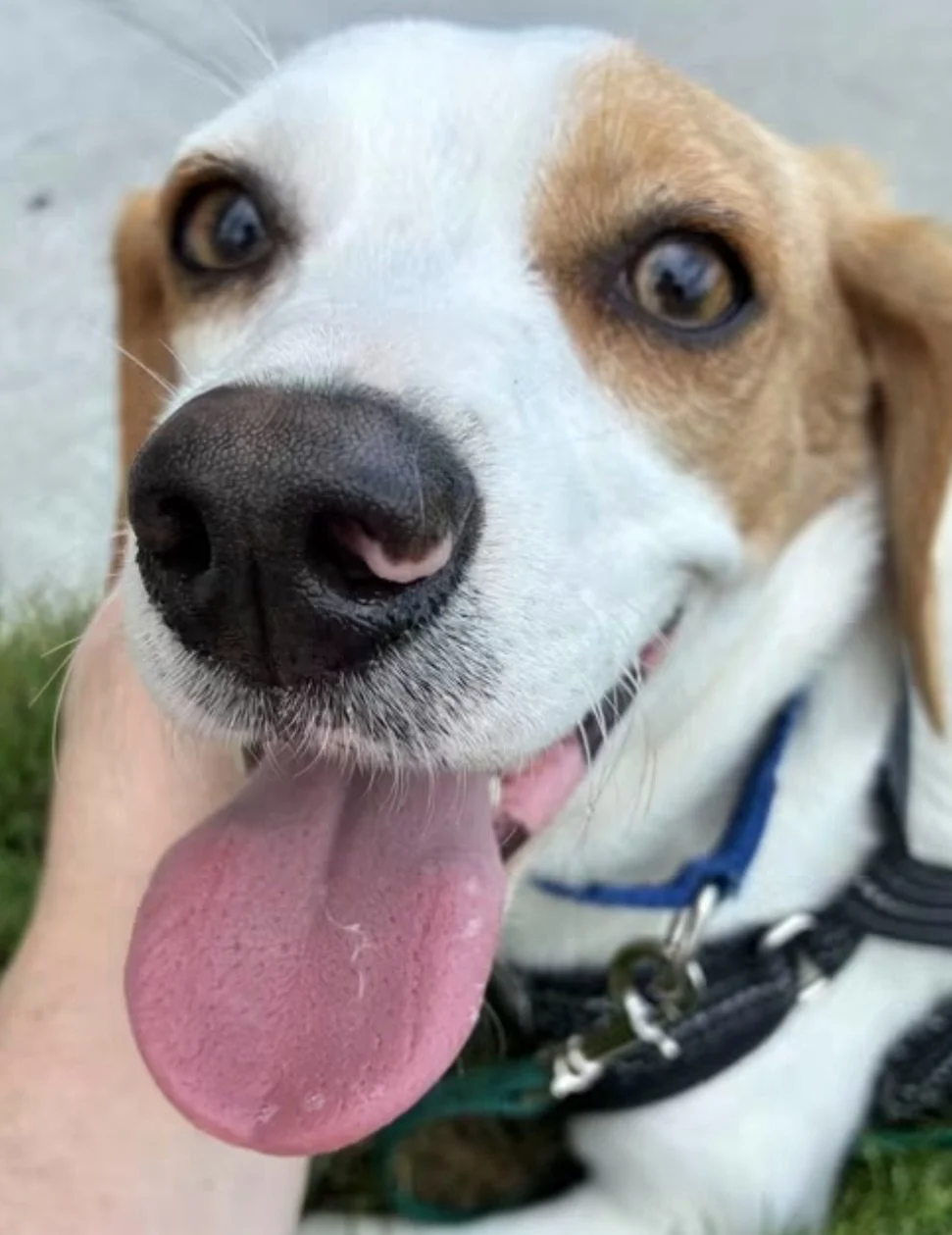 We know so many of you have been rooting for our beagles, so we&rsquo;re very happy to share this one. 

DUSTIN is officially adopted. ❤️

DUSTIN went home with a family through our Foster-to-Adopt Program, giving him the time he needed to settle in 