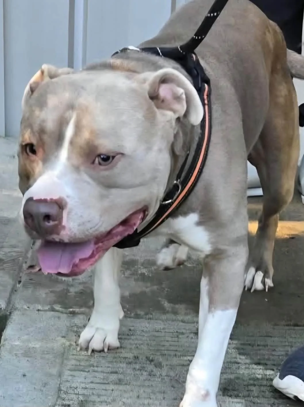 FOUND DOG: PLEASE SHARE!

This sweet boy was found unaccompanied at the Humane Society of Blue Ridge Community Dog Park.

We checked for a microchip, but unfortunately, none was found. He is currently being cared for at our Adoption Center while we w