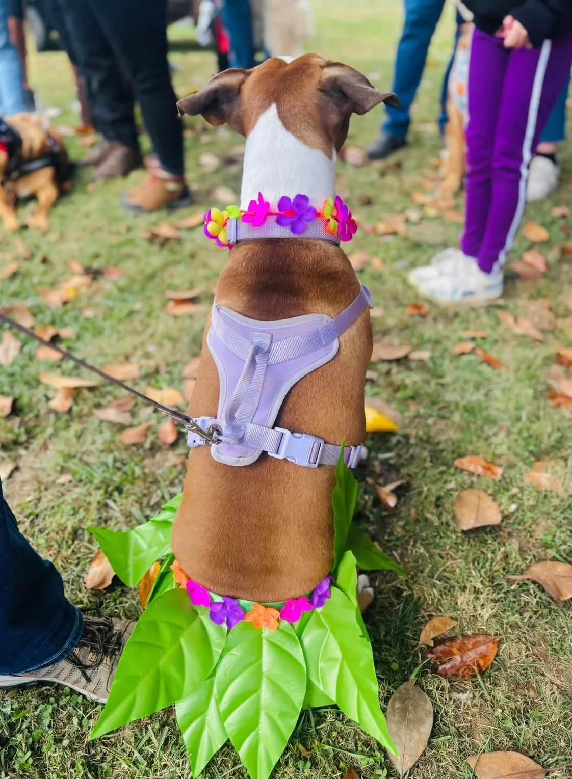 A few more photos of the Paws Fest 2026 Costume Contest captured by Humane Society of Blue Ridge volunteer and friend, Mia! 🍂🐾

If your dog is featured here, let us know! We'd love to add their name to the photo caption!

Thank you to everyone who 