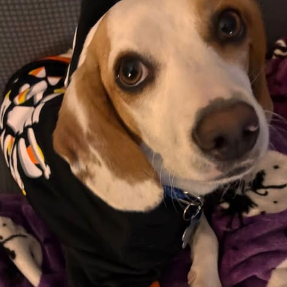 Remember DUSTIN? 

One of the beagles we rescued from a heartbreaking cruelty case is now living his best life with his forever family! Now known as DUSTY, he&rsquo;s enjoying his first Halloween at home, complete with cozy blankets, walks, toys and 