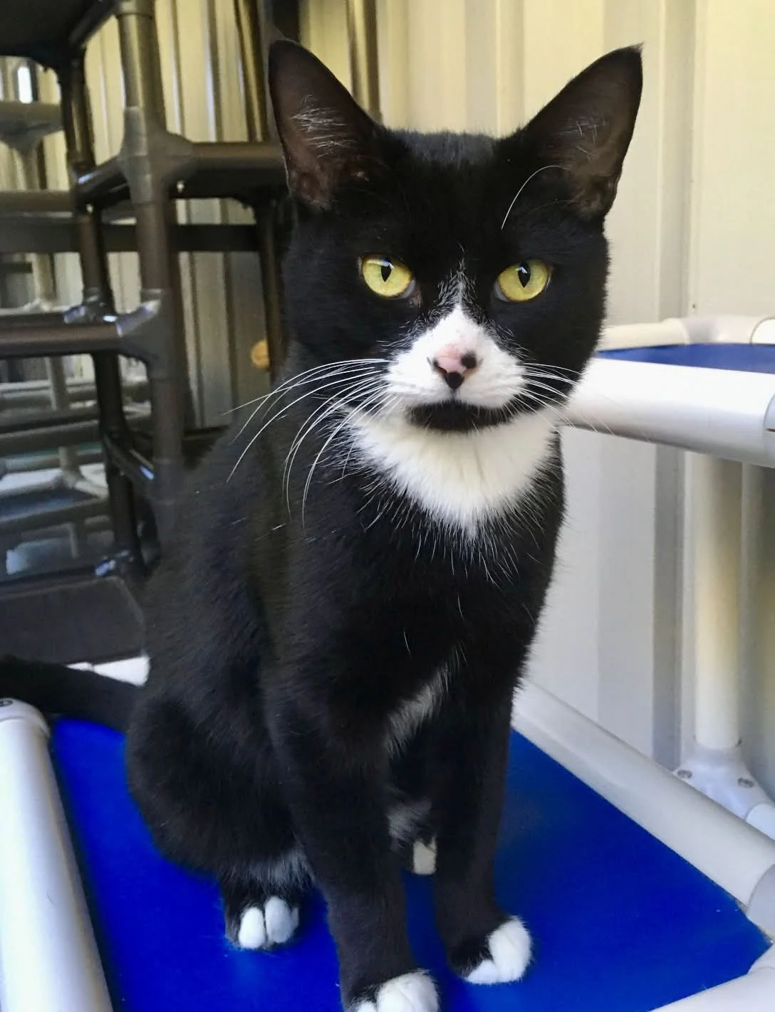 The Humane Society of Blue Ridge cat of the week is SCARECROW! He is a handsome one-year-old black and white fellow who is gentle, quiet and enjoys a calm environment. 

Did you know that scarecrows are classic icons of the fall season, crop gatherin