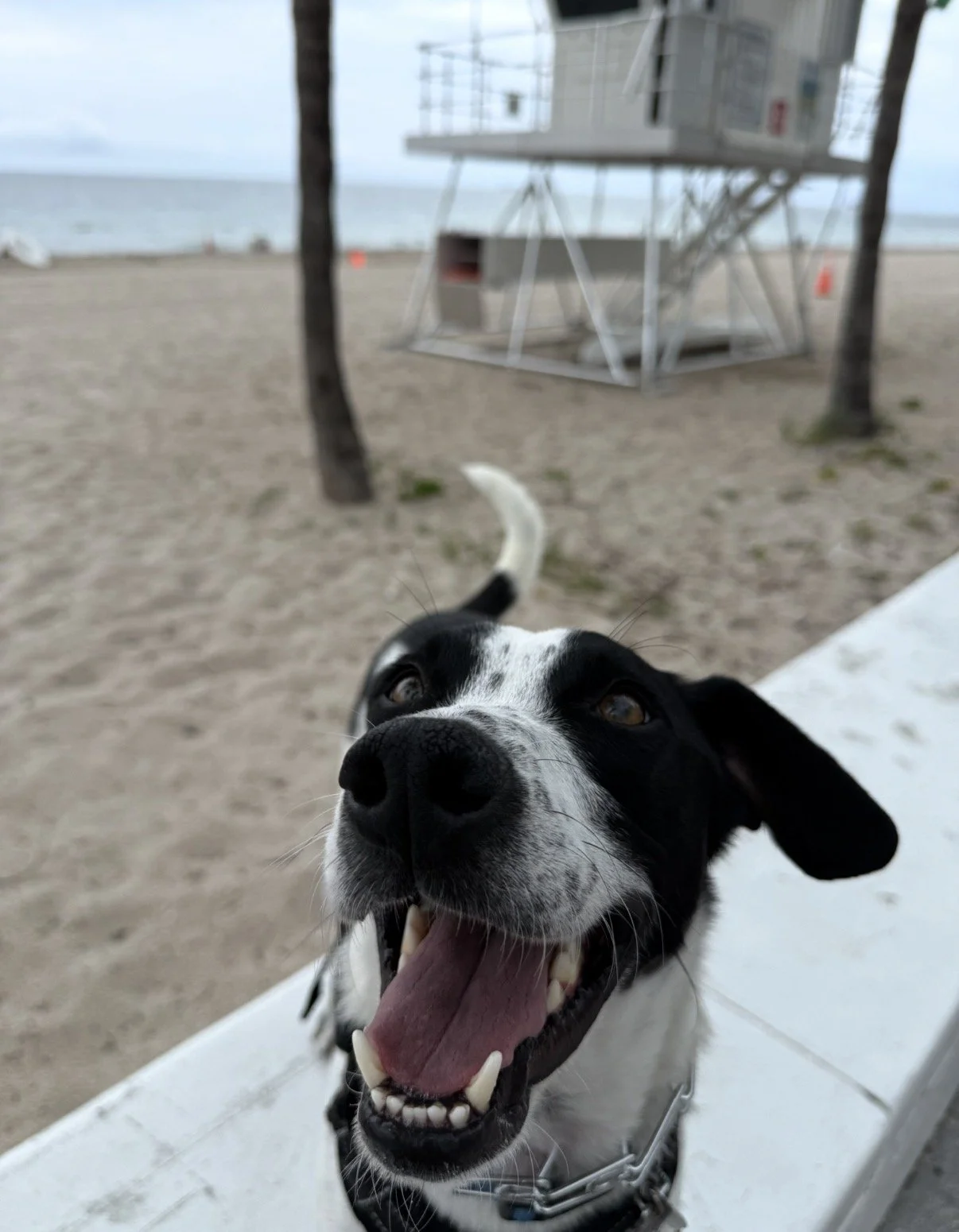 Humane Society of Blue Ridge - HANK
