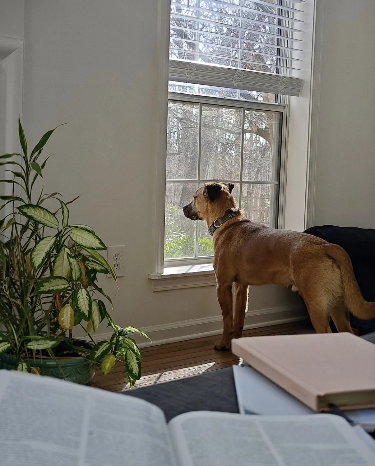 A dog looking out of a window with blinds, standing on a hardwood floor next to a plant and some books, with sunlight shining in.