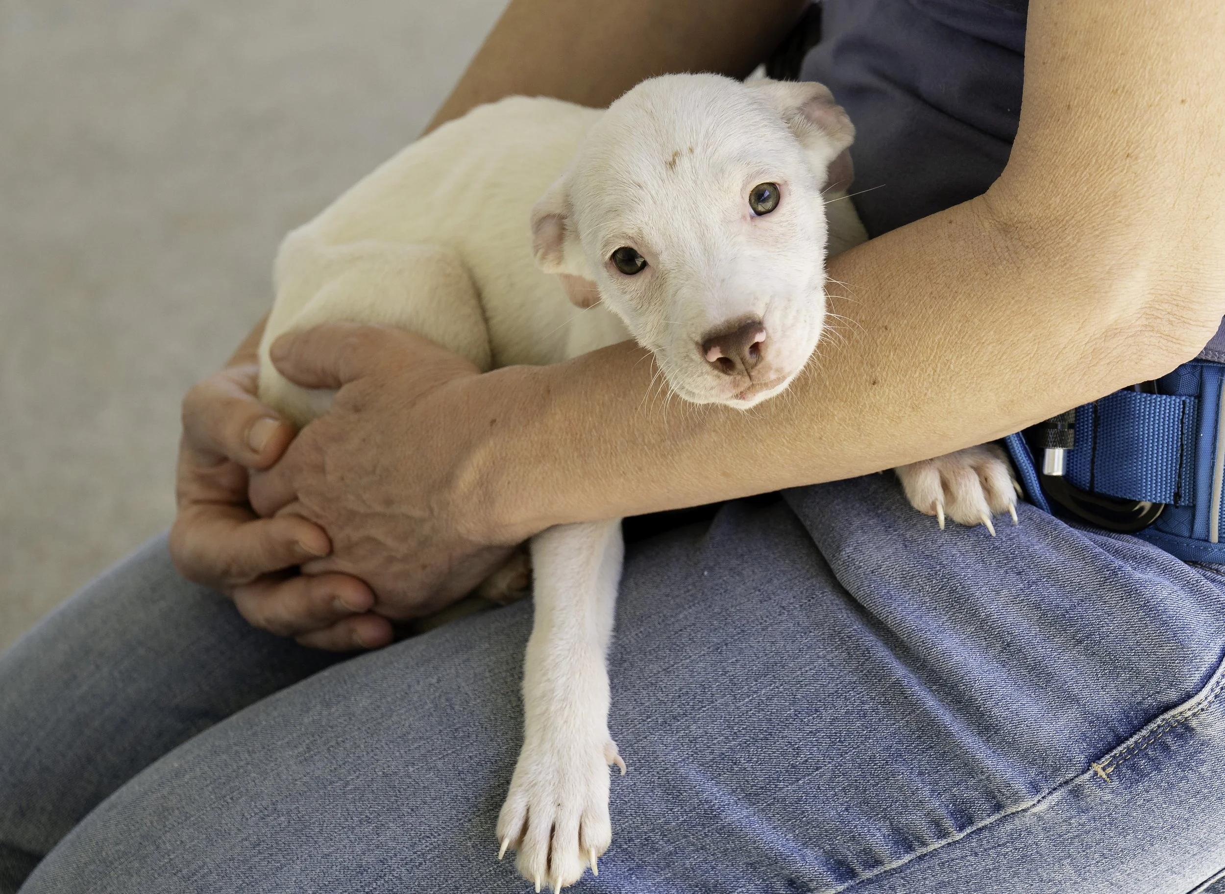 A person holding a small white puppy with a pink nose and light-colored eyes, sitting on their lap. The background is neutral, and the person is wearing a gray shirt and blue jeans.