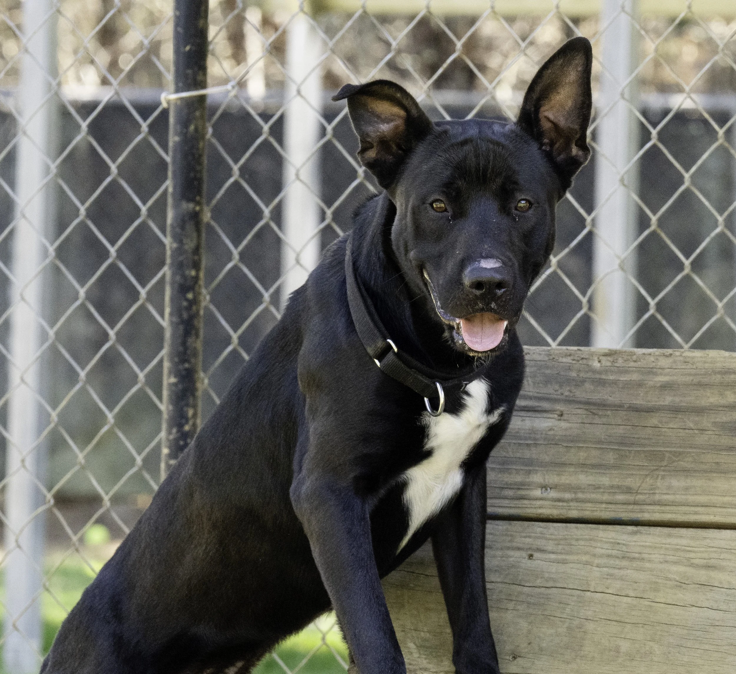 Adoptable dogs available for adoption at Humane Society of Blue Ridge in North Georgia