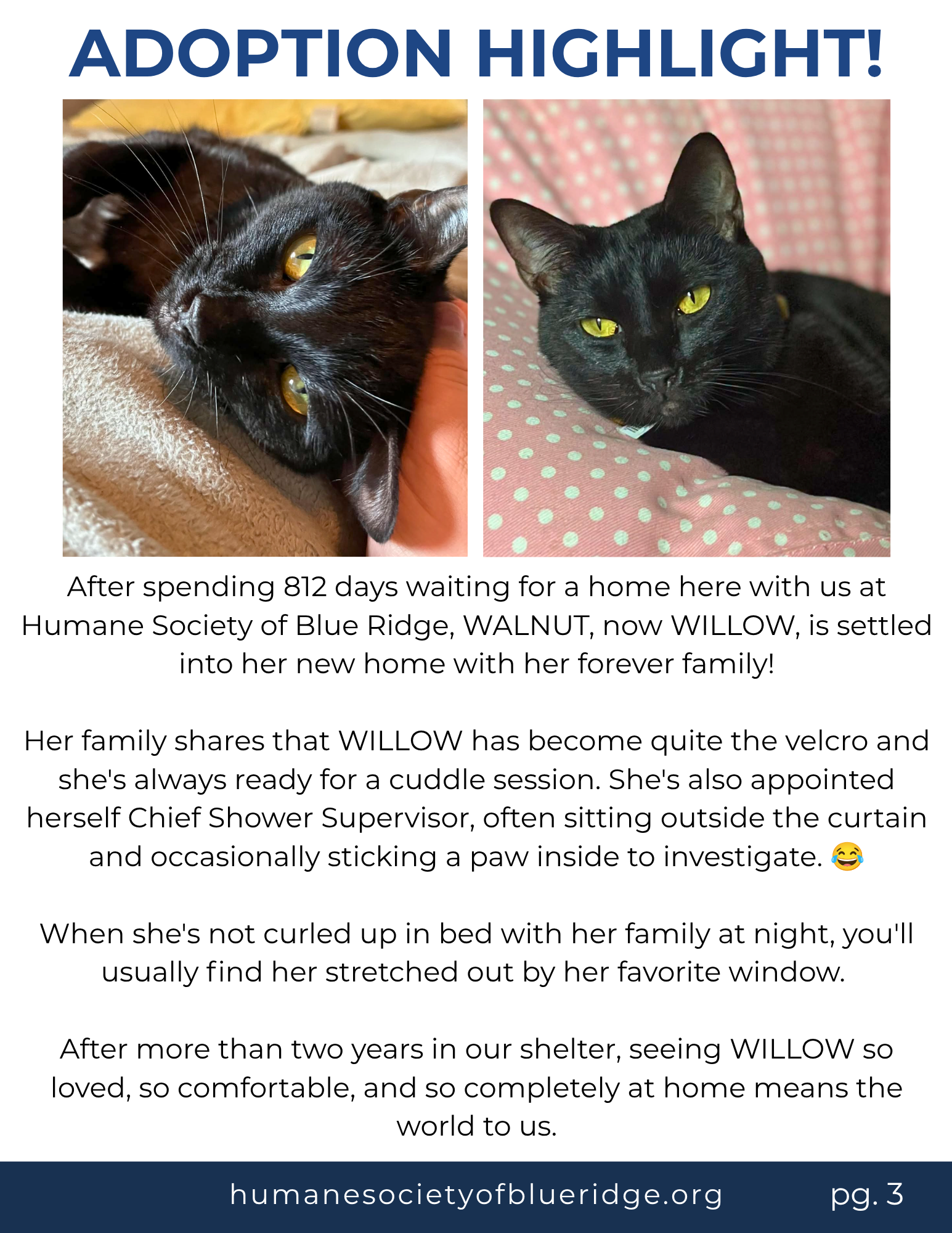 Promotion for pet adoption featuring two black cats. The left image shows a black cat with yellow eyes lying on a blanket, being petted. The right image shows a close-up of another black cat with yellow eyes, lying on pink bedding with white polka dots. The text promotes adoption and shares the cat's story of being settled into her new home after 812 days in a shelter.