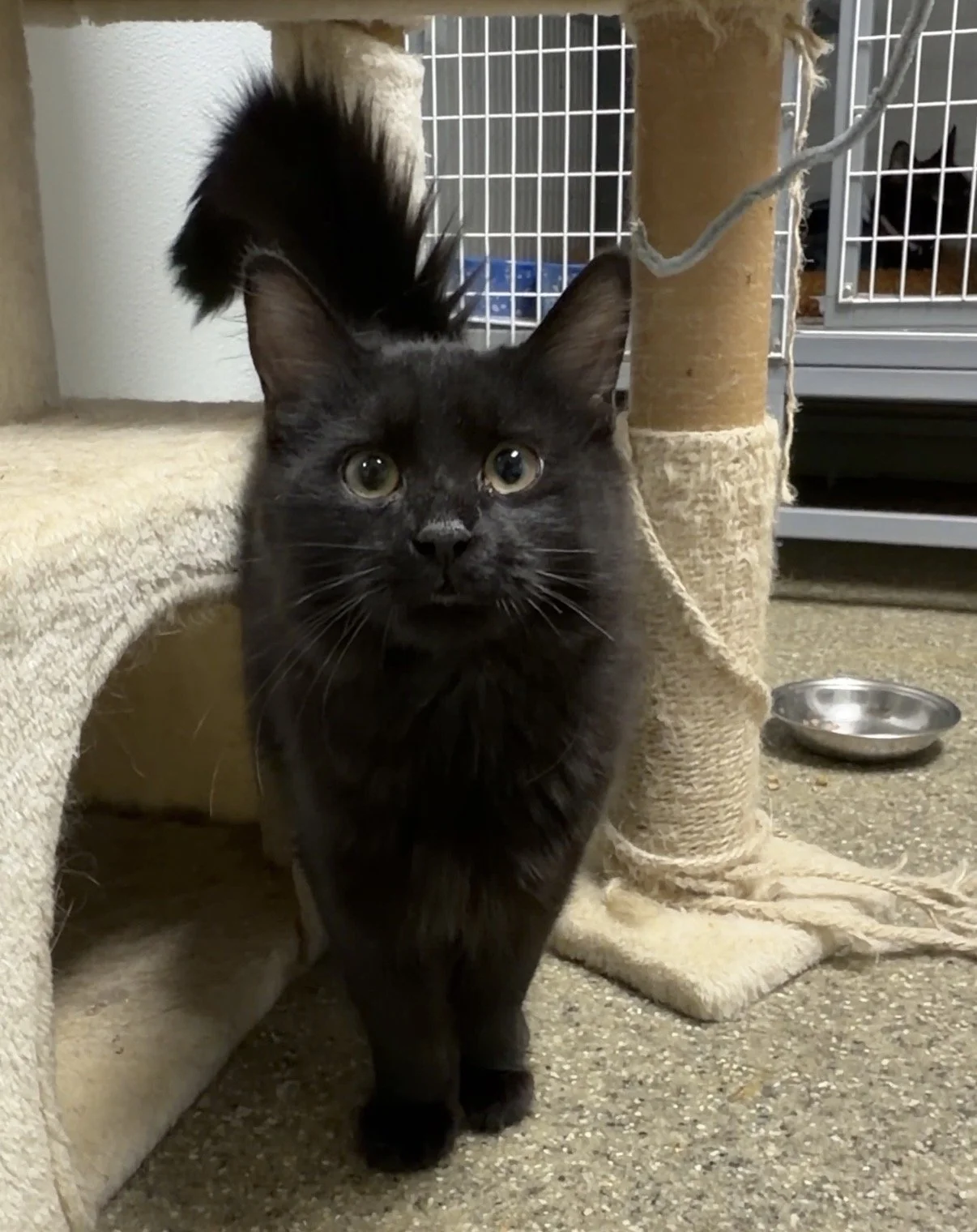 Black cat with yellow eyes standing near a beige scratching post in an indoor cat shelter.