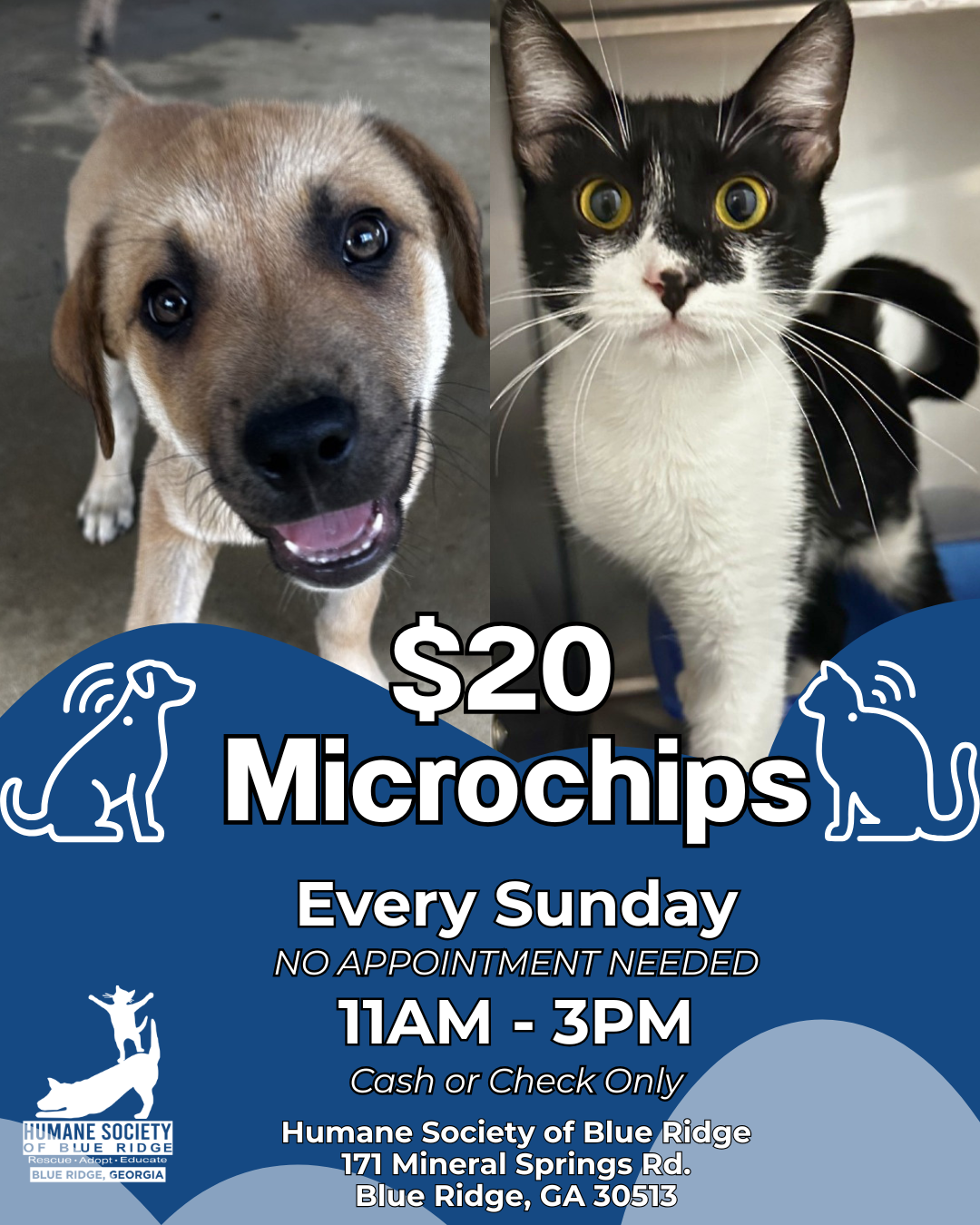 Flyer for microchip clinic with images of a dog and a cat. Text indicates $20 microchips available every Sunday from 11 AM to 3 PM at the Humane Society of Blue Ridge, 171 Mineral Springs Rd., Blue Ridge, GA 30513, no appointment needed, cash or check only.