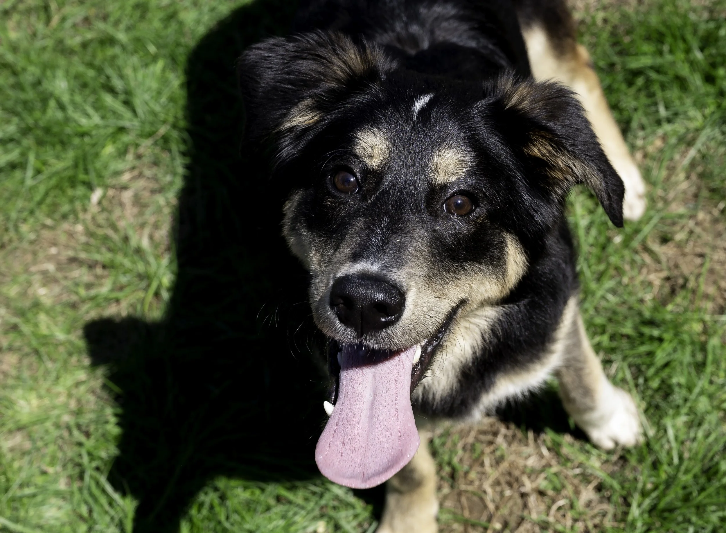 Adoptable dogs available for adoption at Humane Society of Blue Ridge in North Georgia