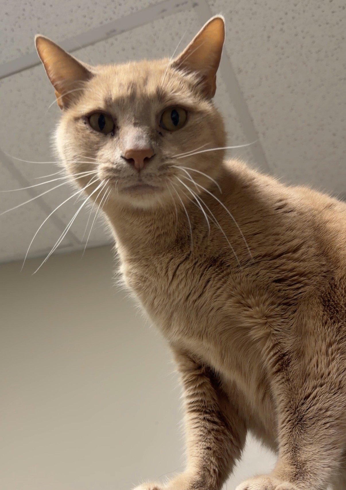 Adoptable cats available for adoption at Humane Society of Blue Ridge in North Georgia