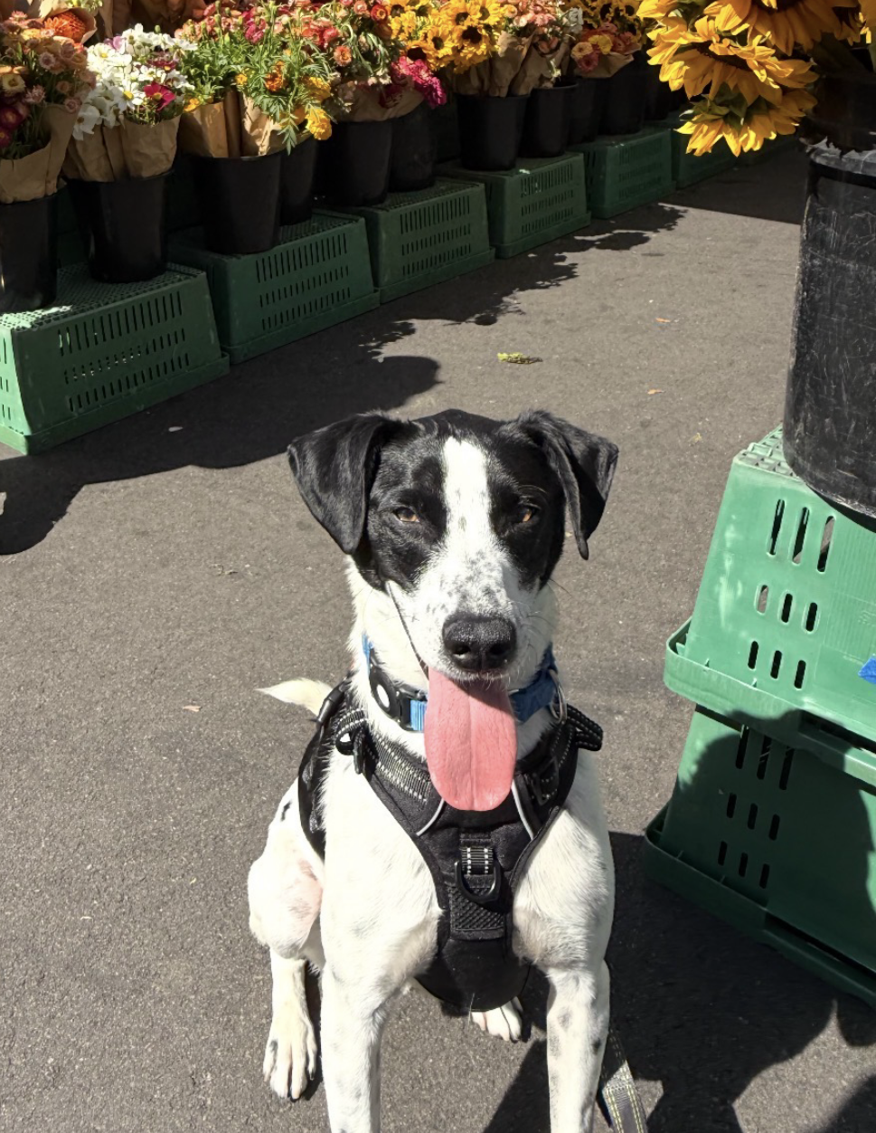 Humane Society of Blue Ridge - HANK