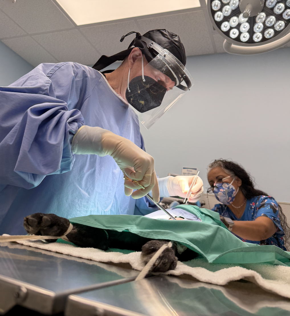 A veterinarian performing a cesarean section on a pregnant dog in an operating room, with a woman assisting.