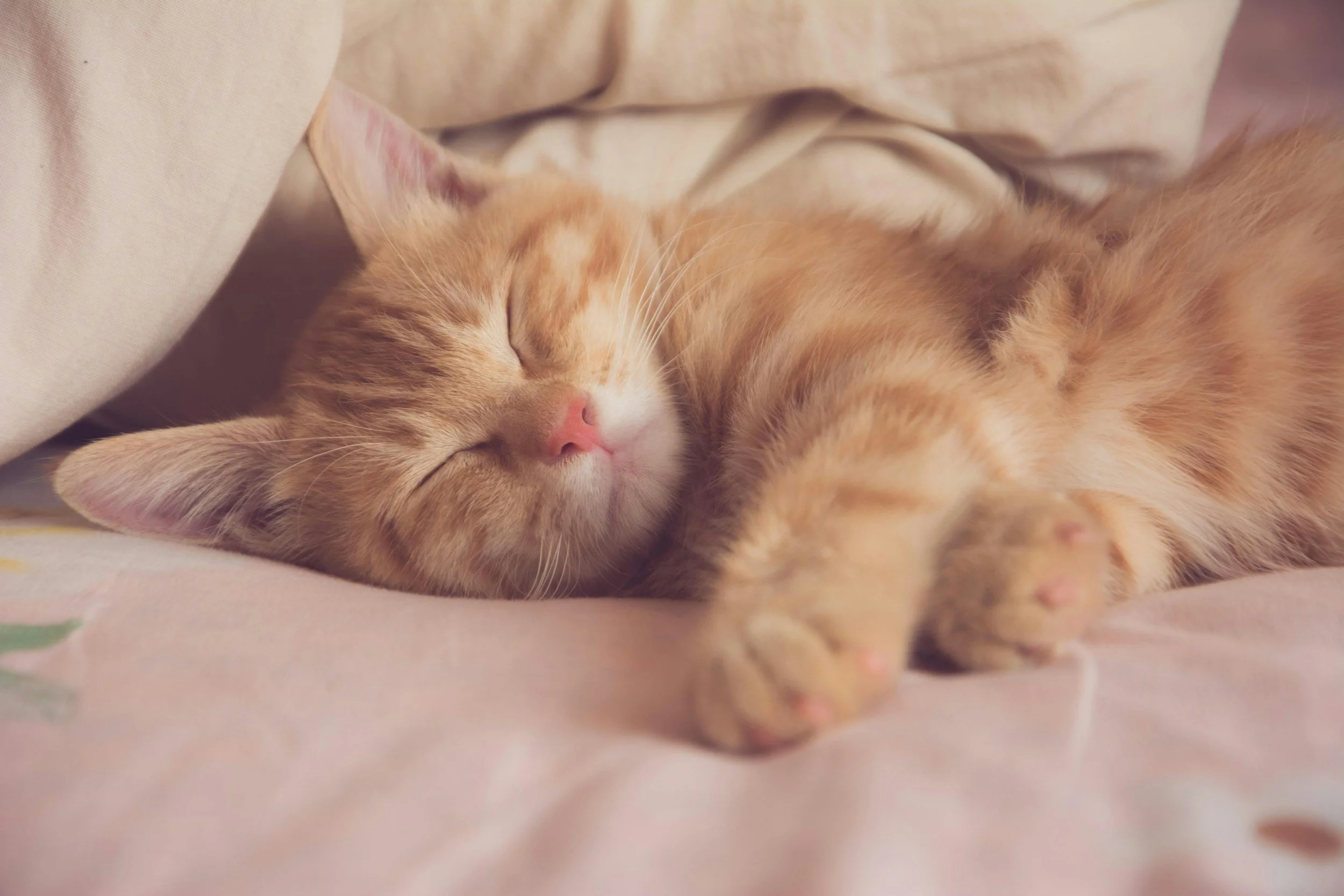 A ginger tabby kitten sleeping peacefully on a soft pink blanket with some beige pillows around.