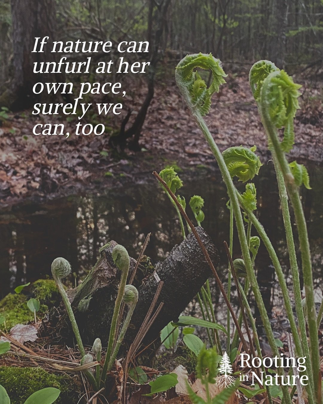 🌿💚🌲Safety, vulnerability, and unfurling at your own pace - The themes of my latest forest therapy walks. Save this for when you need a reminder, and tag a friend who needs to hear these messages.

Which resonates most with you?

#rootinginnature #