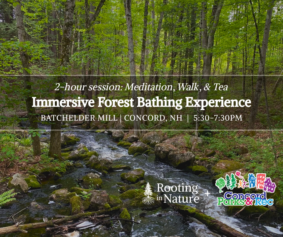 Immersive Forest Bathing Experience: Batchelder Mill | Concord, NH