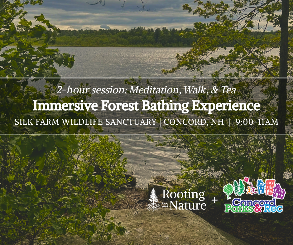 Immersive Forest Bathing Experience: Silk Farm Wildlife Sanctuary | Concord, NH