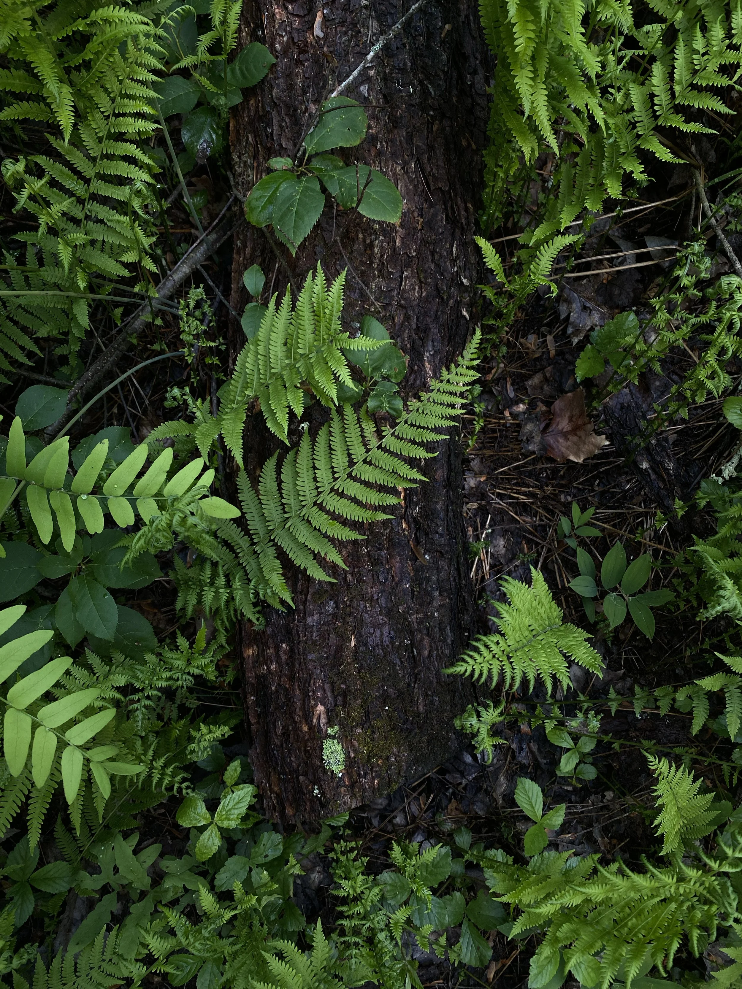 Close-up of a tree trunk surrounded by lush green ferns and leaves in a forest.