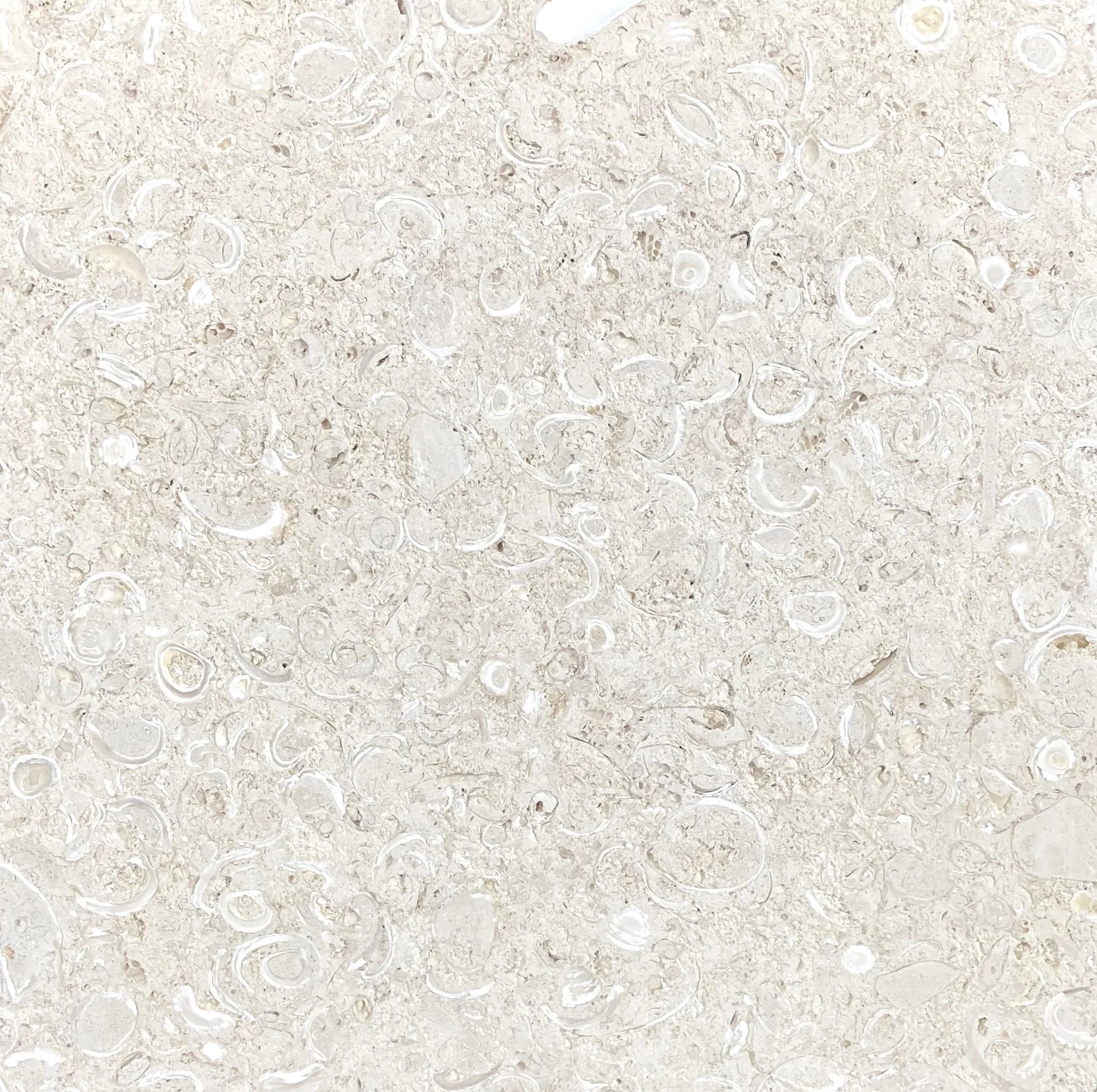 Shellstone Tile - 12x24x3/4