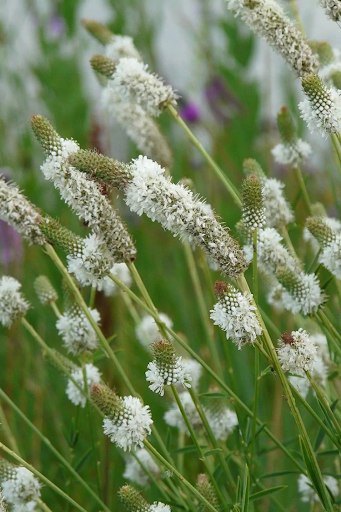 White Prairie Clover (dalea candida)