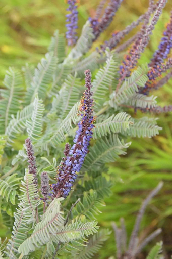 Leadplant (amorpha canescens)