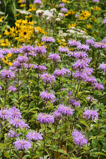 Wild Bergamot (monarda fistulosa)