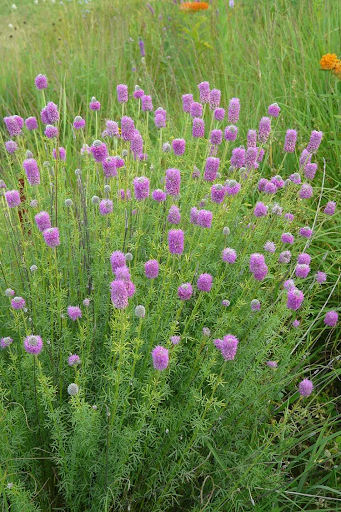 Purple Prairie Clover (dalea purpurea)