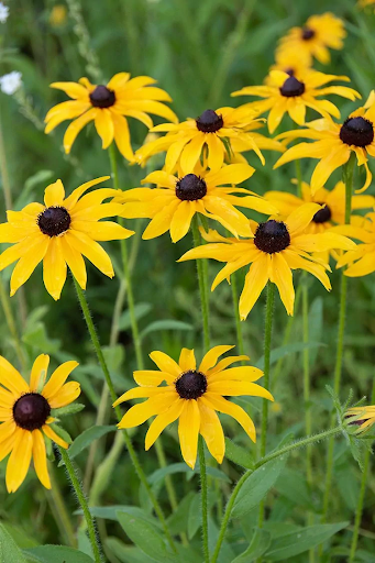 Black-Eyed Susan (rudbeckia hirta)