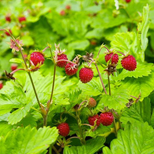 Wild Strawberry (fragaria virginiana)