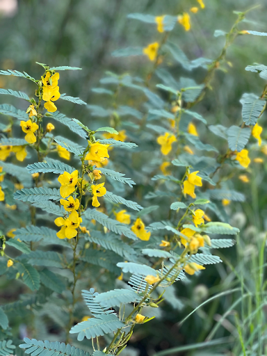 Partridge Pea (chamaecrista fasciculata)