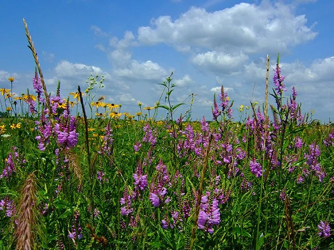 Deep Roots Native Nursery - Native Plants for Chicagoland