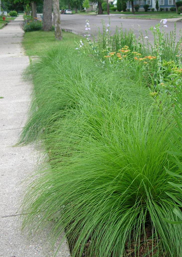 PRAIRIEDROPSEED.png