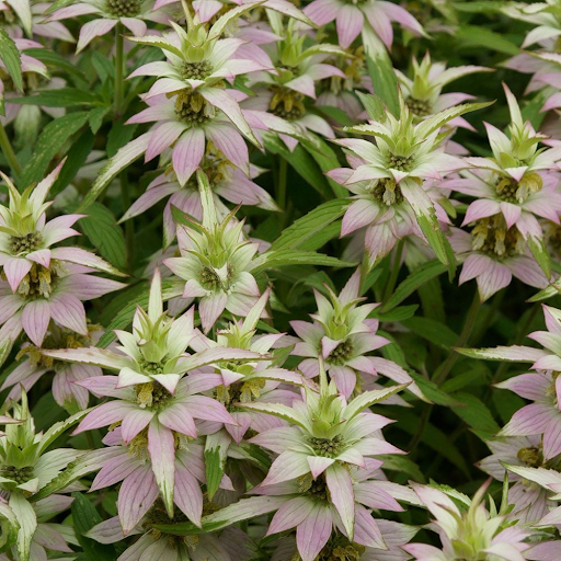 Spotted Bee Balm (monarda punctata)