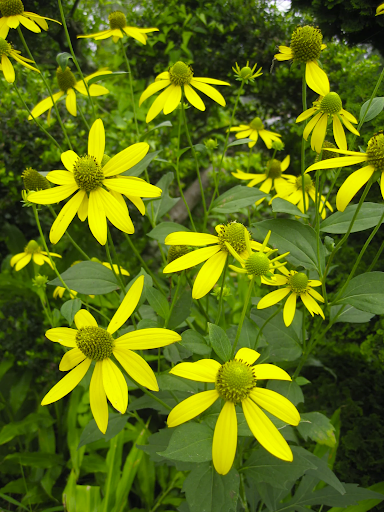 Wild Golden Glow (rudbeckia laciniata)