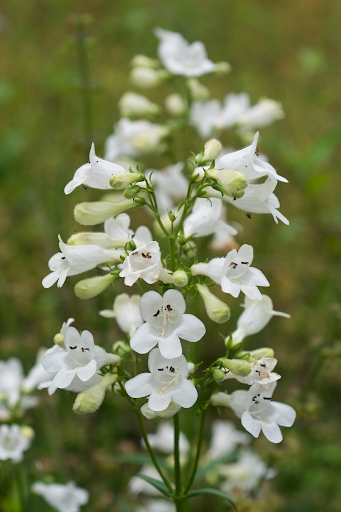 Foxglove Beardtongue (penstemon digitalis)