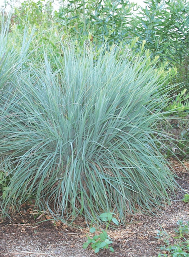 Little Bluestem (schizachyrium scoparium)