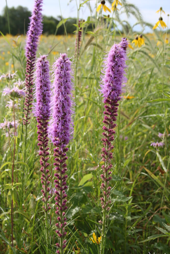 Prairie Blazing Star (liatris pycnostachya)