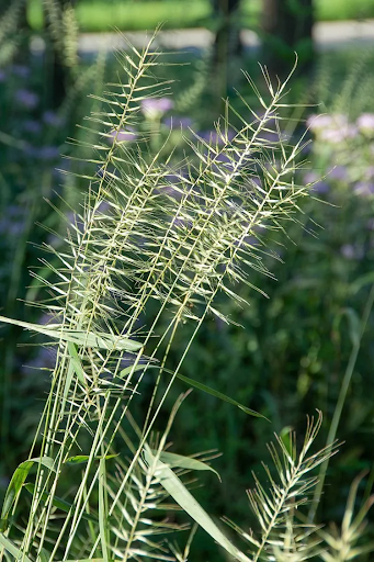 Bottle Brush Grass (elymus hystrix)