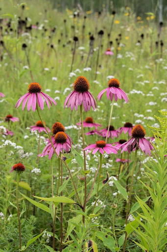 Purple Coneflower (echinacea purpurea)