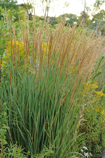 Indiangrass (sorghastrum nutans)