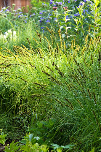 Brown Fox Sedge (carex vulpinoidea)