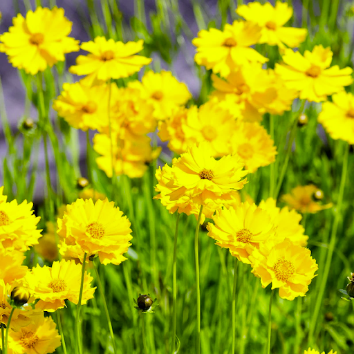Lanceleaf Coreopsis (coreopsis lanceolata)