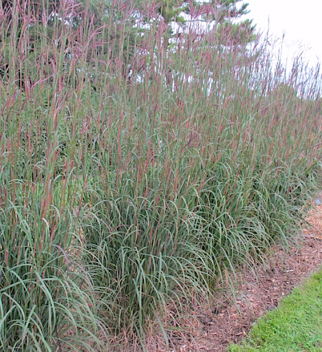 Big Bluestem (andropogon gerardii)