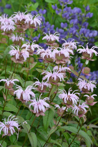 Bradbury's Monarda (monarda bradburiana)