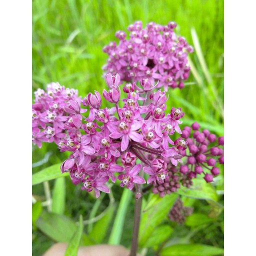 Swamp Milkweed (asclepias incarnata)