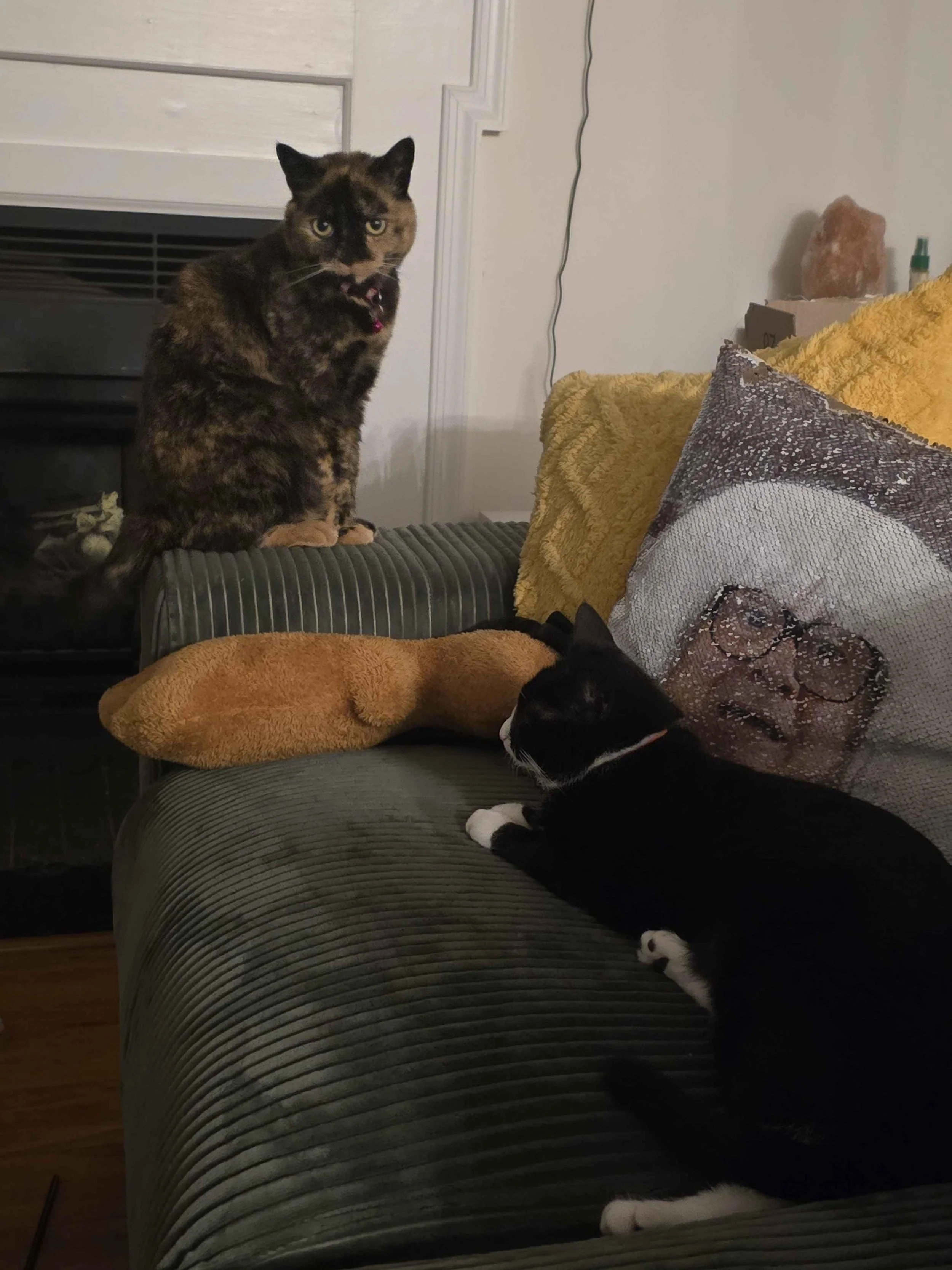A tortoiseshell cat sits on the back of a gray couch, watching a black-and-white tuxedo cat perched nearby among throw pillows.