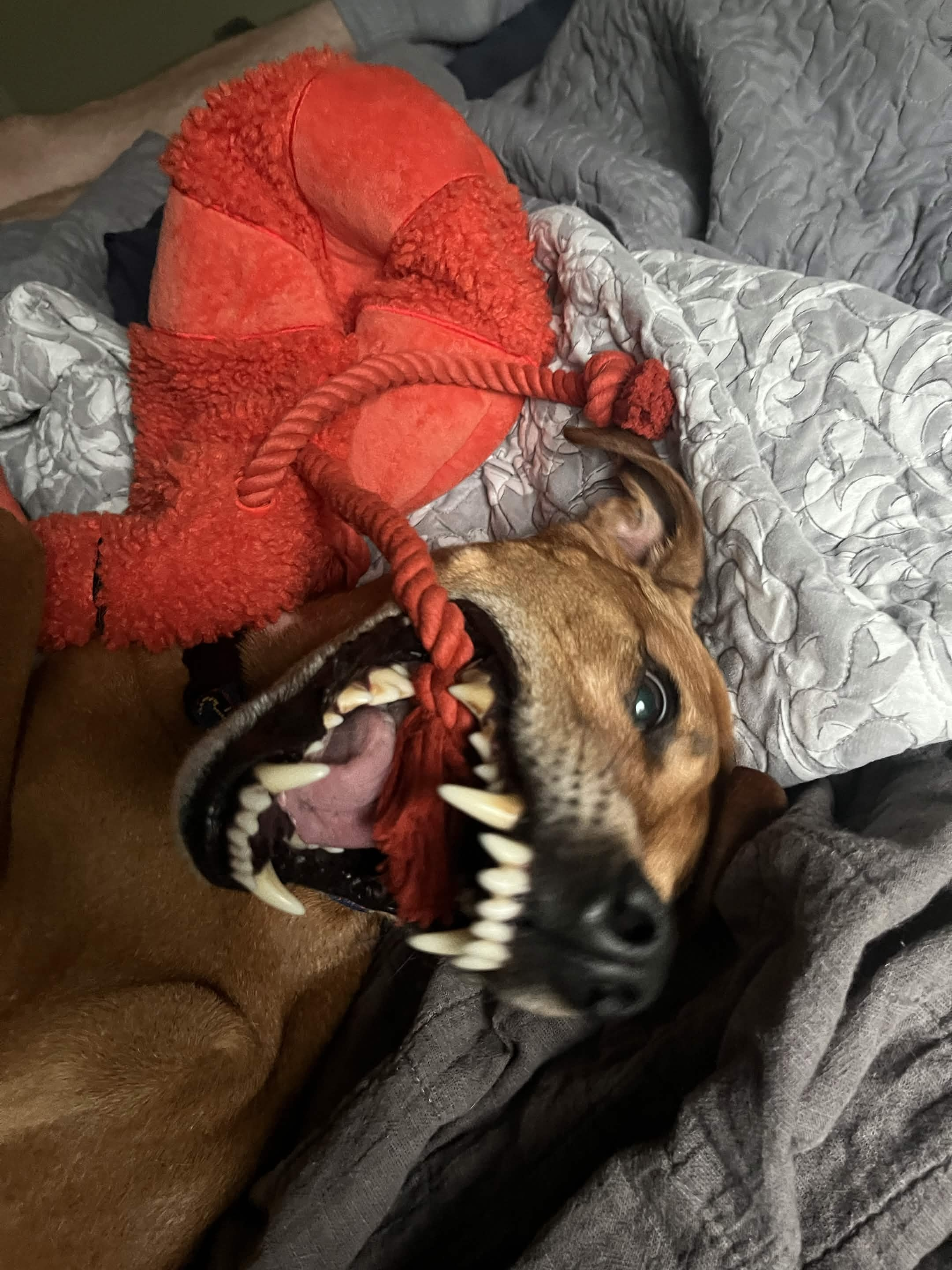 A brown dog lies on a gray blanket, jaw locked around the fabric mouth of a plush red dragon toy, mid-tug-of-war.