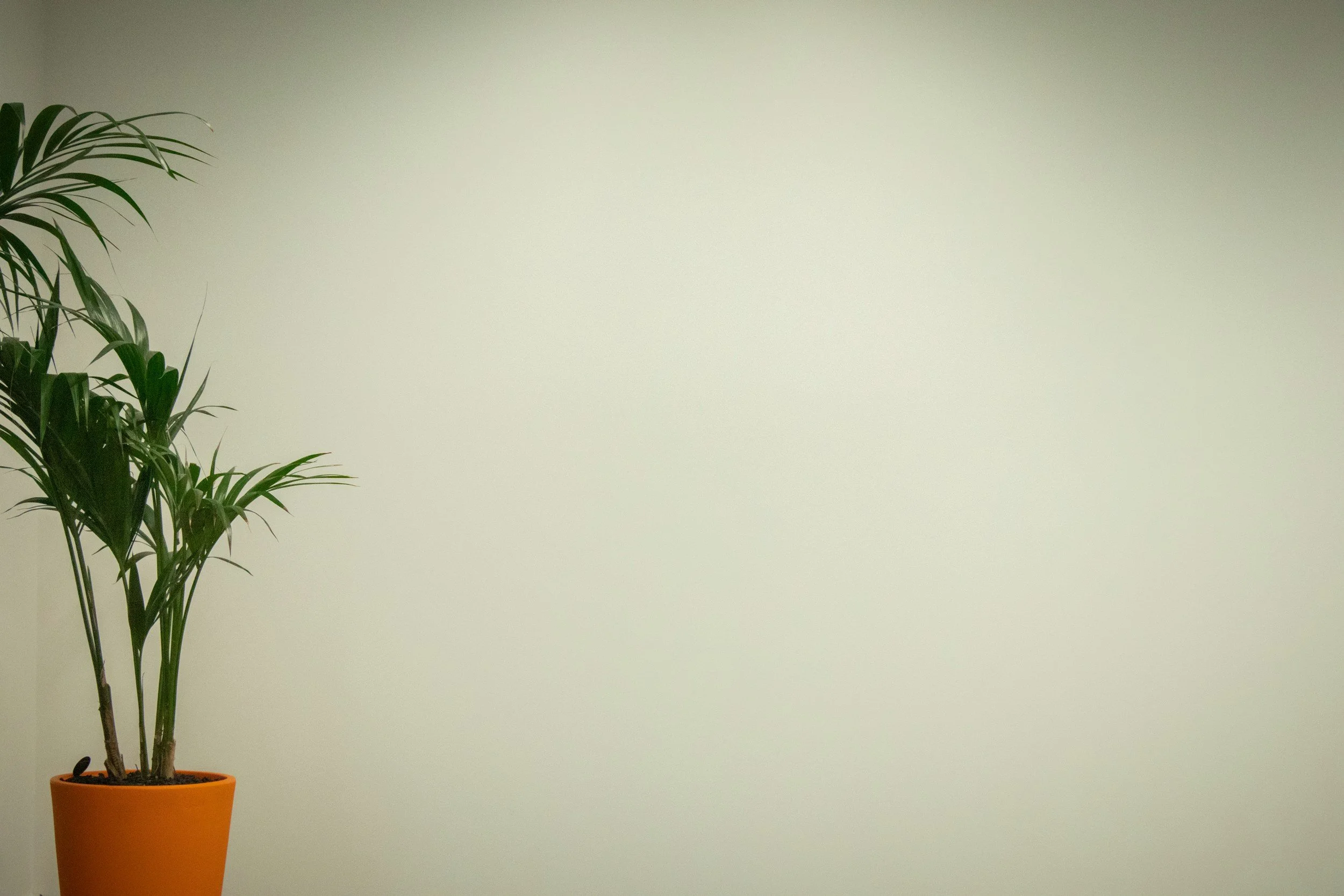 Indoor potted plant with long, narrow green leaves in an orange pot against a plain, off-white wall.