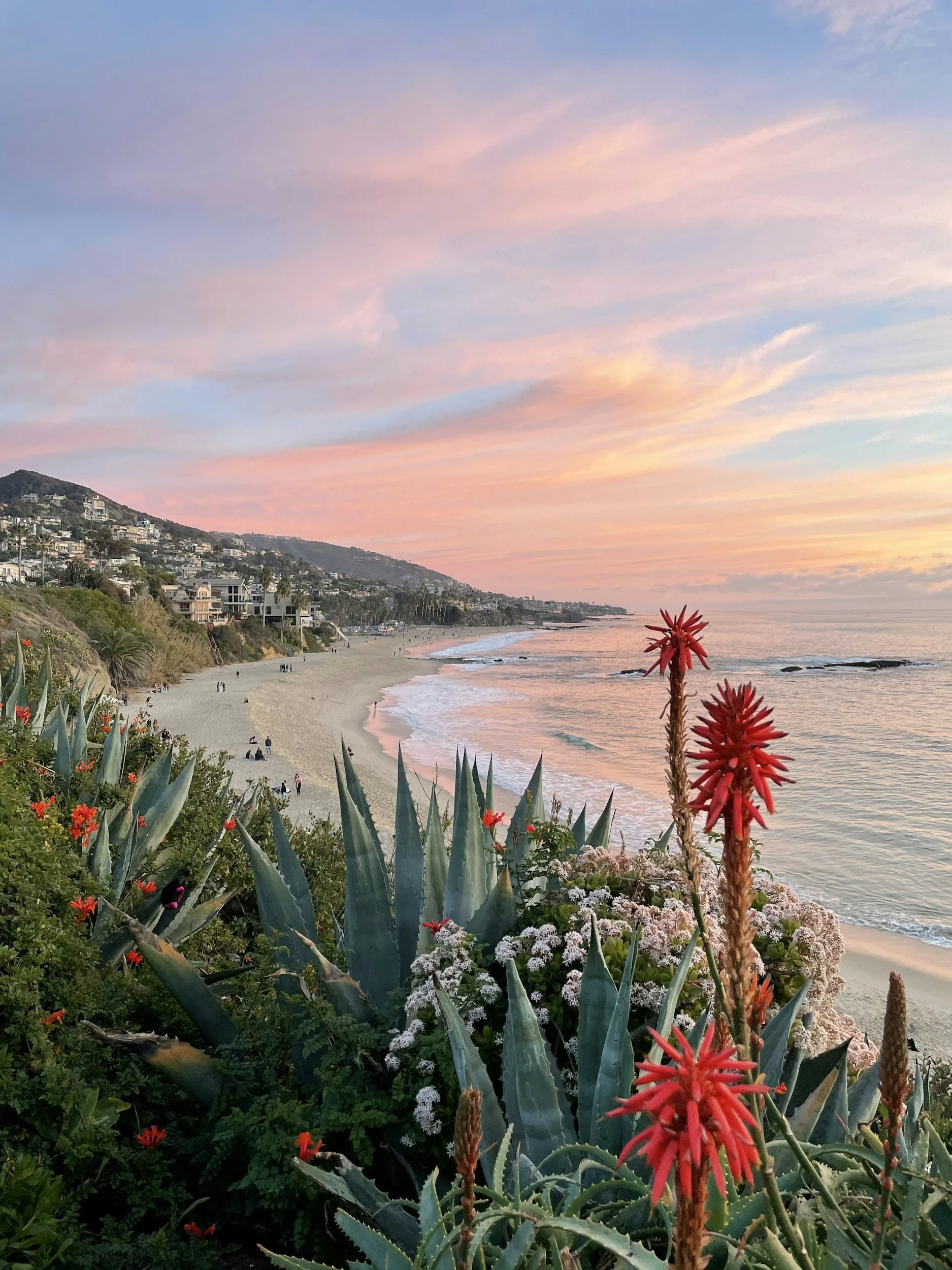 Sunset over a beach with pink, purple, and orange sky, with coastal plants including agave and red flowering plants in the foreground.