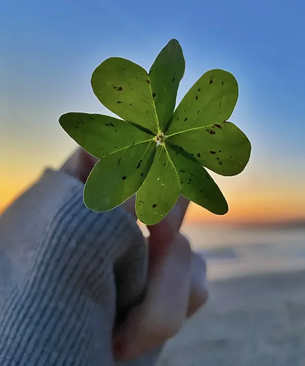 A person's hand holding a green four leaf clover up to the camera at sunset on a beach.