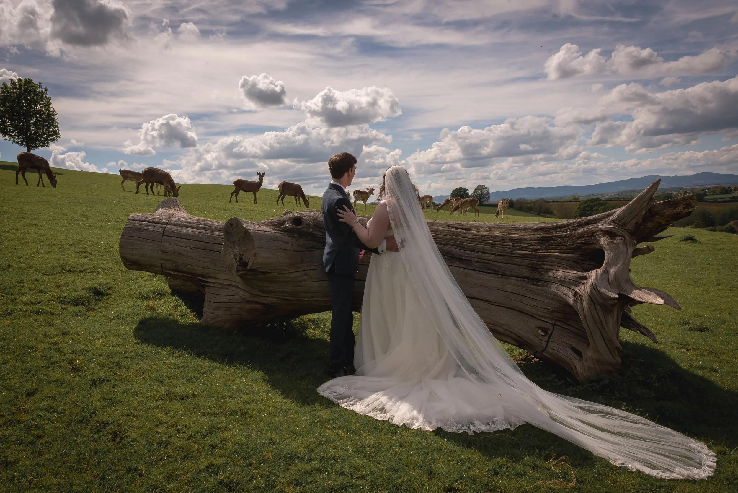 Dramatic sunset at Deer Park Hall with deer and stag in background overlooking the horizon in a field.